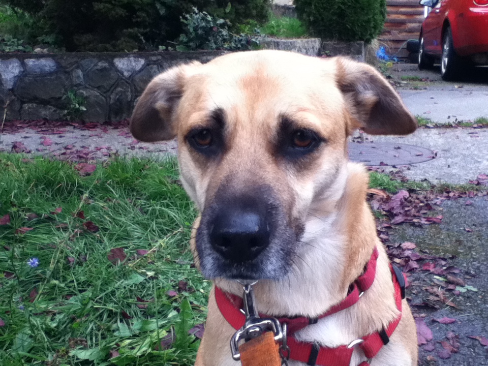 Dog Whispering Pet Services Dog Whispering Pet Services