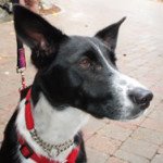 "I fostered her and my husband fell in love with her and I kept her for him.