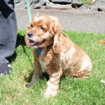 "To rescue him from homelessness, or from being unwanted by his previous owner".