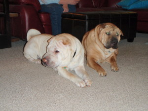 "Companionship - they're interesting - to have something to nurture and because they provide unconditional love."
